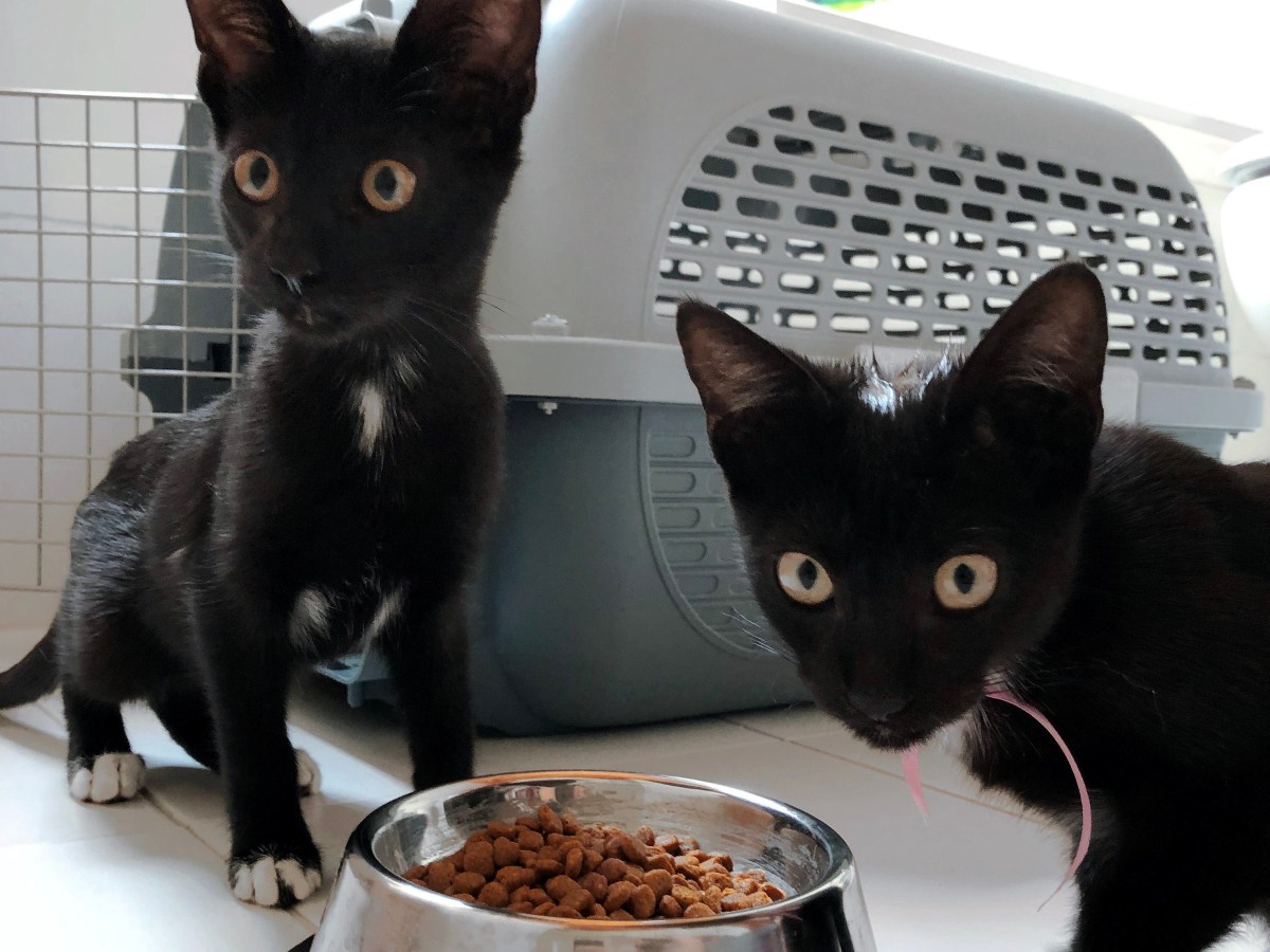 Rescuing kittens in&nbsp;Argentina