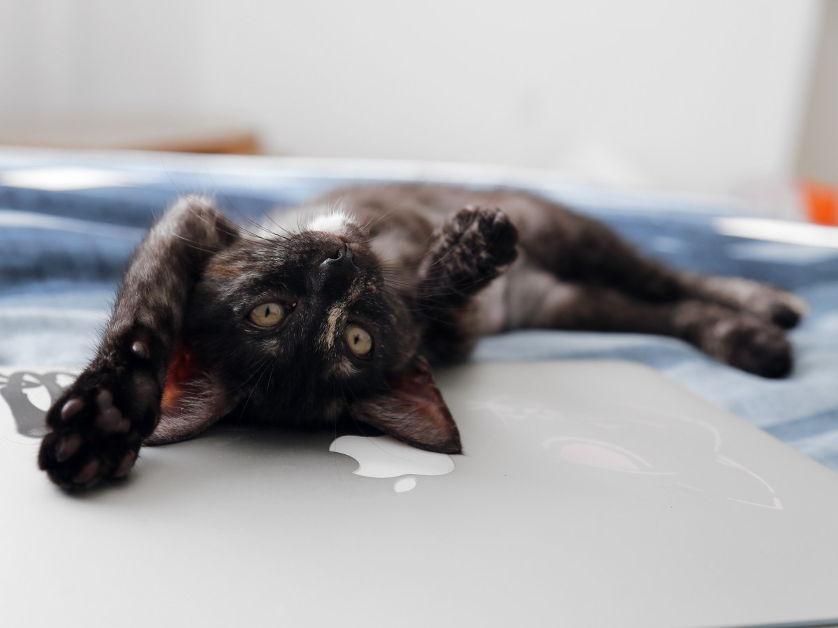 Bonnie, our latest rescue in&nbsp;U.S.A.