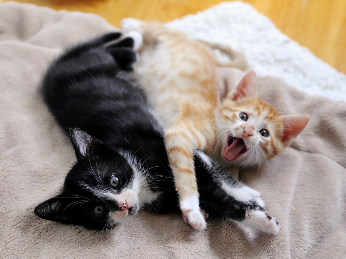 Rescues from Madrid,&nbsp;Spain