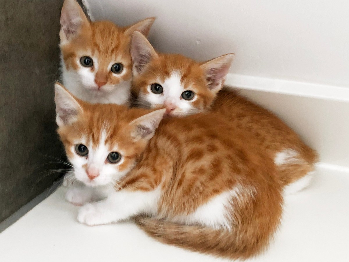 I can´t save them all but I can&nbsp;try