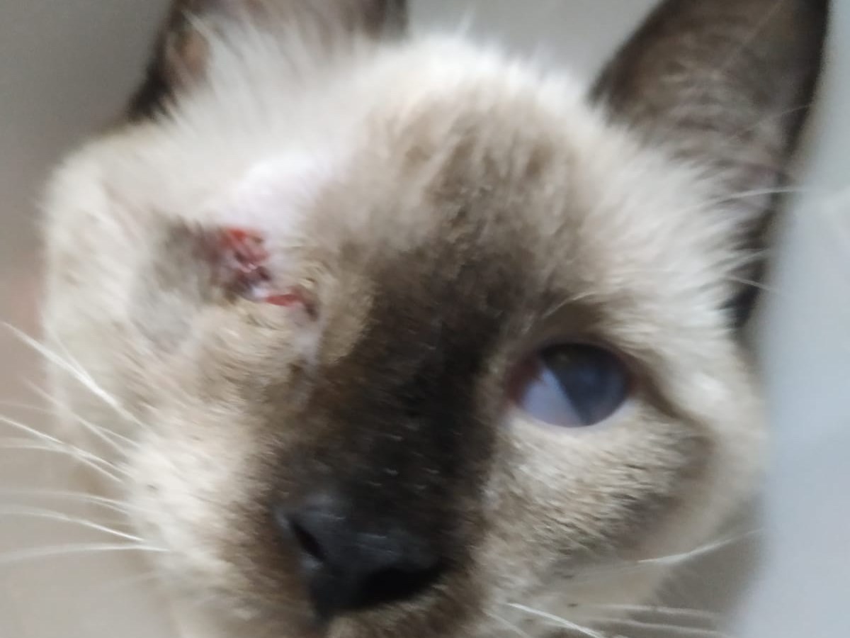 No cat left&nbsp;behind